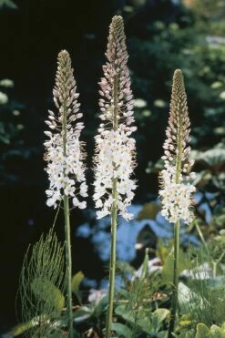 Eremurus Robustus (Riesen-Steppenkerze)