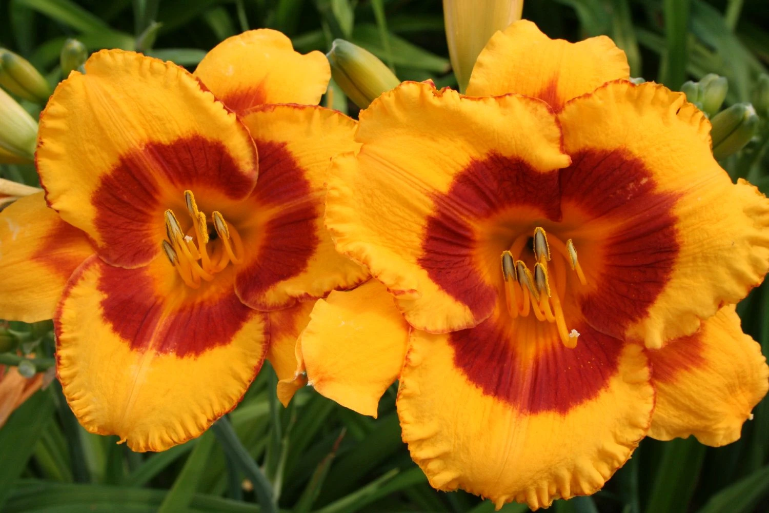 Hemerocallis 'Fooled Me' (Großblumige Taglilie)
