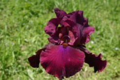 Iris Barbata-Elatior 'Merlot' (Hohe Bartschwertlilie)