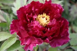 Paeonia Suffruticosa 'Kouka-Mon' (Strauchpfingstrose 'Tor Von Kouka')