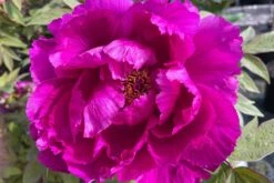 Paeonia Suffruticosa 'Shima Daijin' (Strauchpfingstrose 'Neuer Blumenminister')