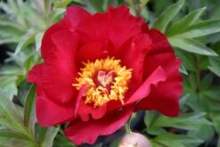 Paeonia Itoh-Hybride 'Scarlet Heaven' (Intersektionelle Pfingstrose)
