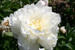 Paeonia Lactiflora 'Gardenia' (Staudenpfingstrose)