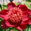 Paeonia Lactiflora 'Hari-Ai-Nin' (Staudenpfingstrose)