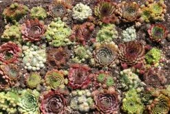 Sempervivum-Sortiment 20 Verschiedene Sorten (Garten-Hauswurz)