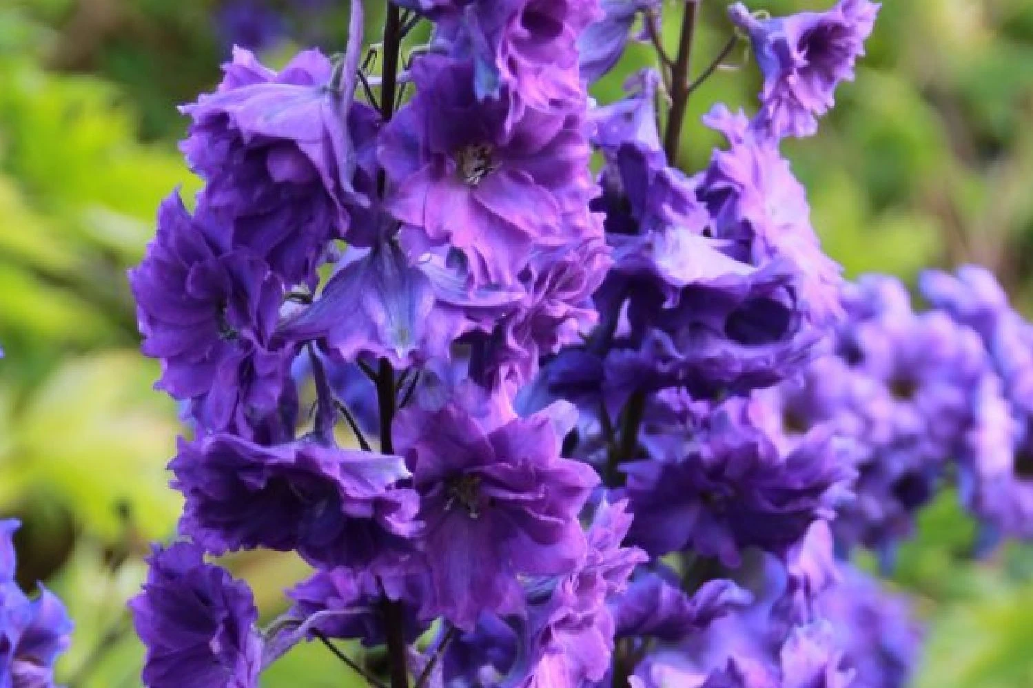 Ländlicher Zauber (Der Charme Alter Bauerngärten) – Bild 12