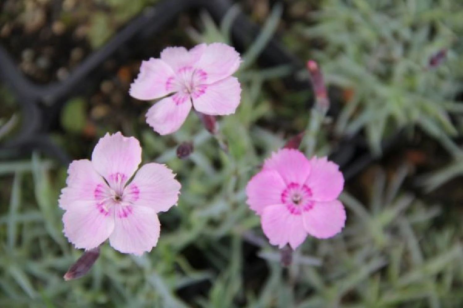 Ländlicher Zauber (Der Charme Alter Bauerngärten) – Bild 13