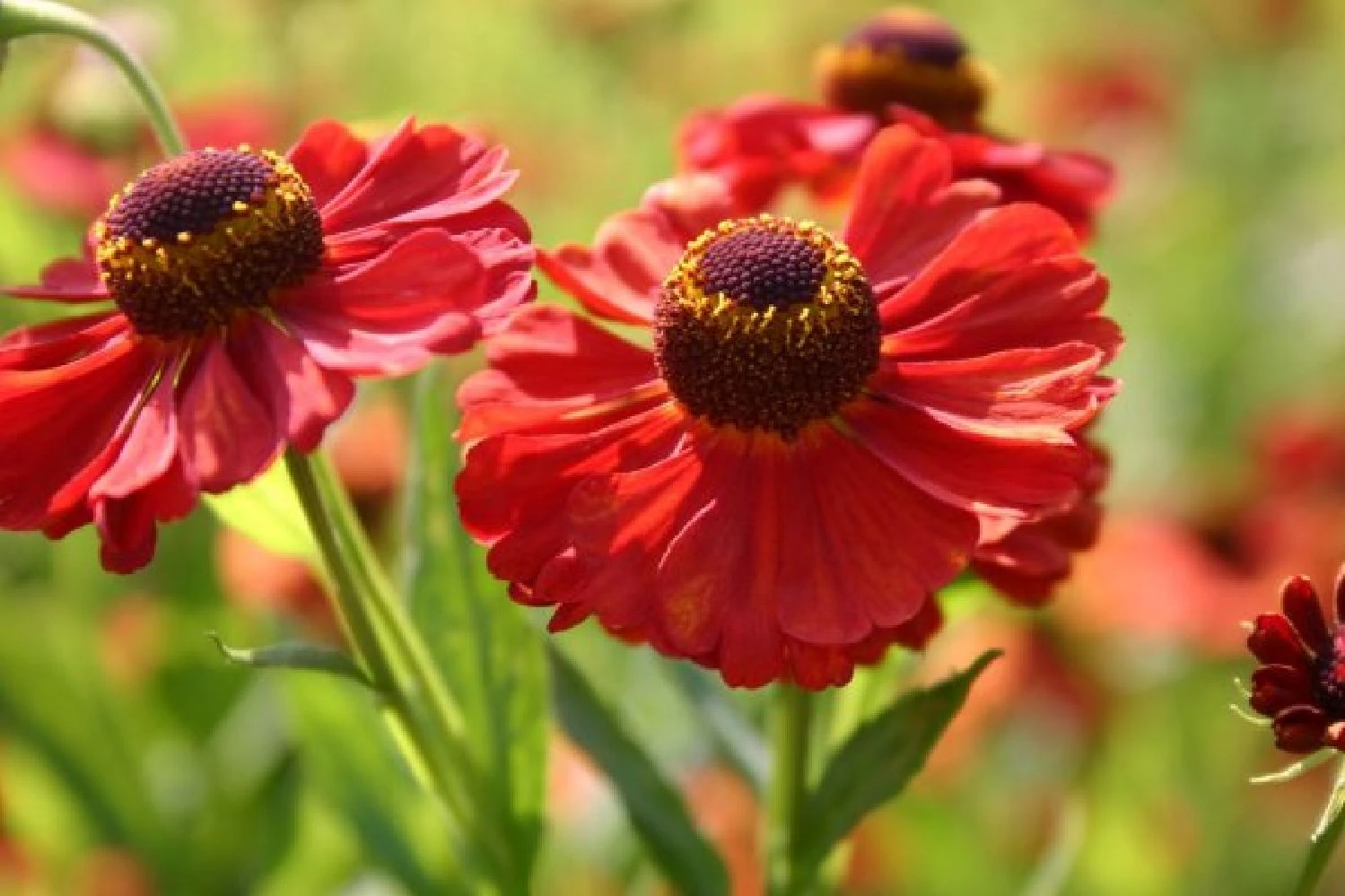 Ländlicher Zauber (Der Charme Alter Bauerngärten) – Bild 18