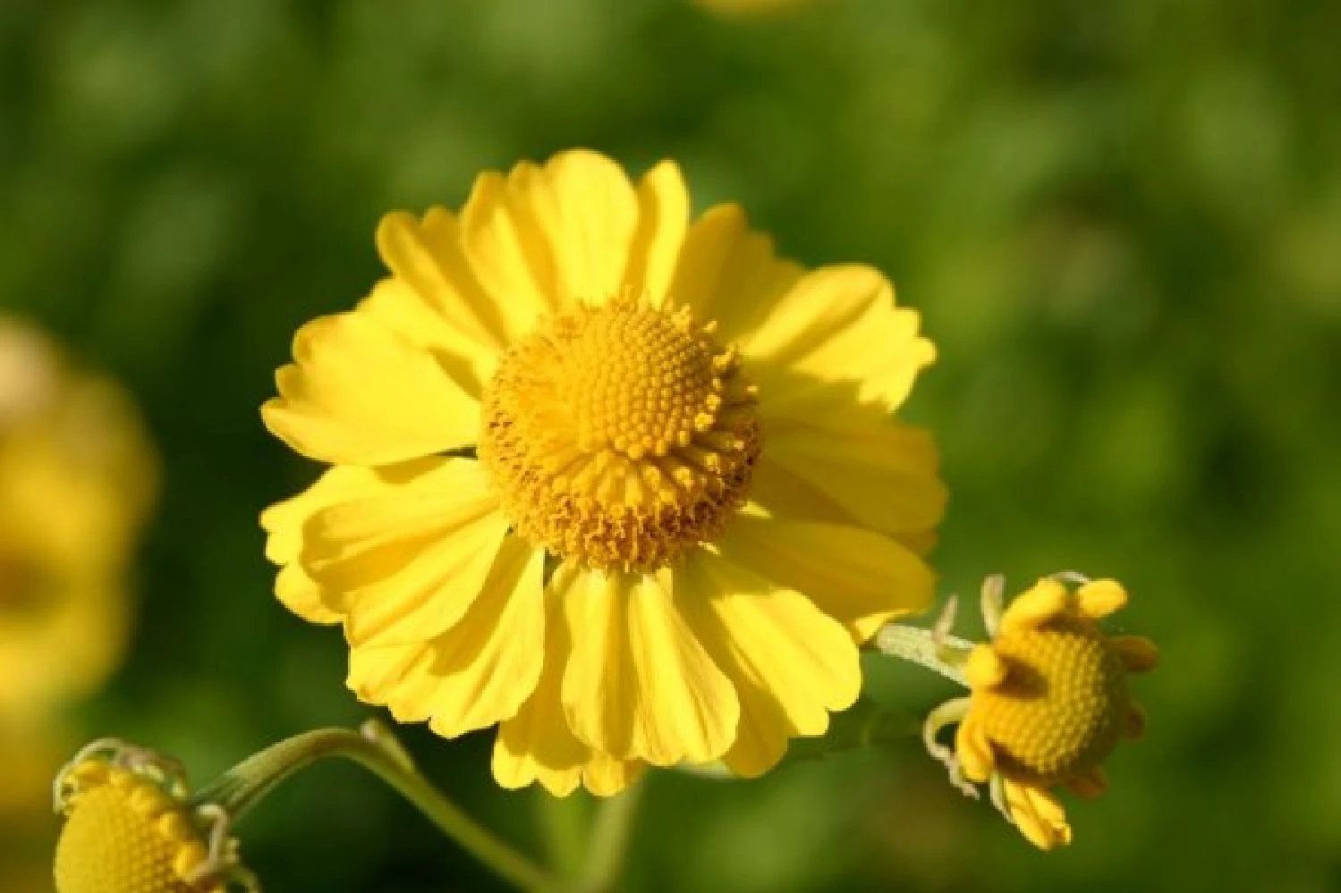 Ländlicher Zauber (Der Charme Alter Bauerngärten) – Bild 19