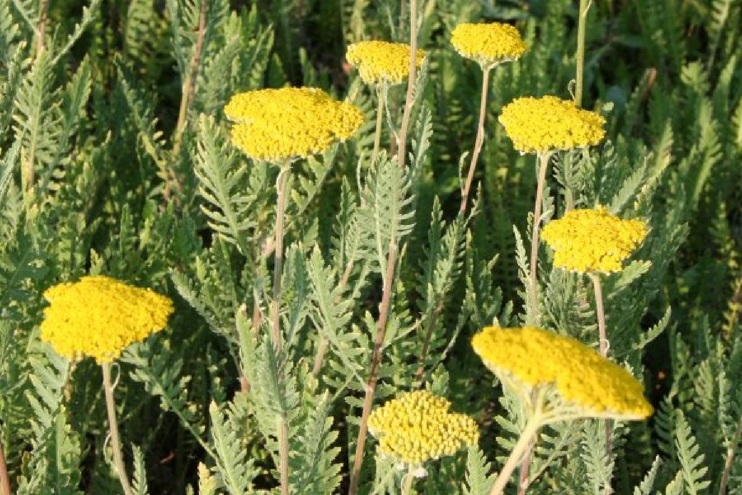 Ländlicher Zauber (Der Charme Alter Bauerngärten) – Bild 2