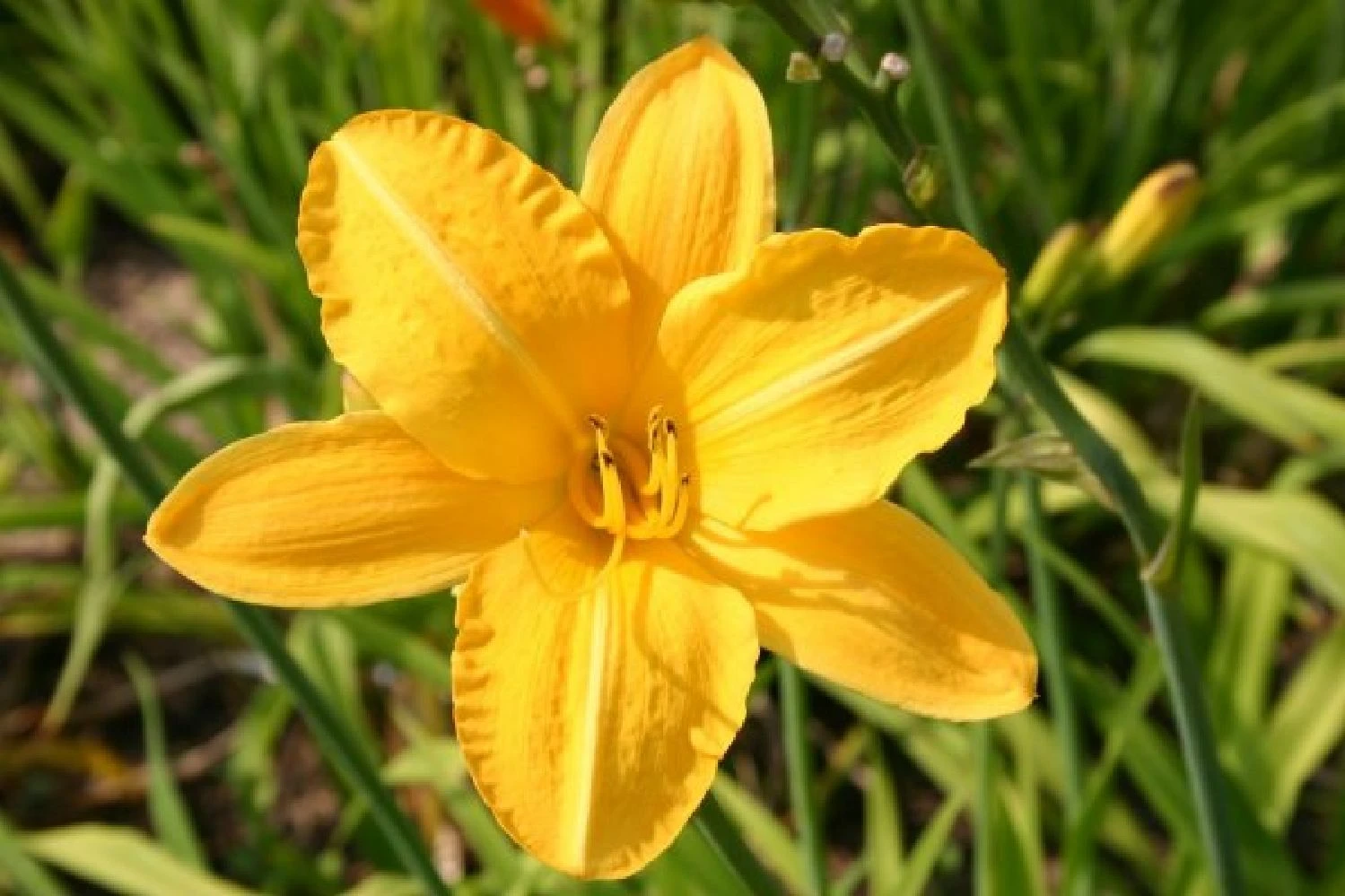 Ländlicher Zauber (Der Charme Alter Bauerngärten) – Bild 20