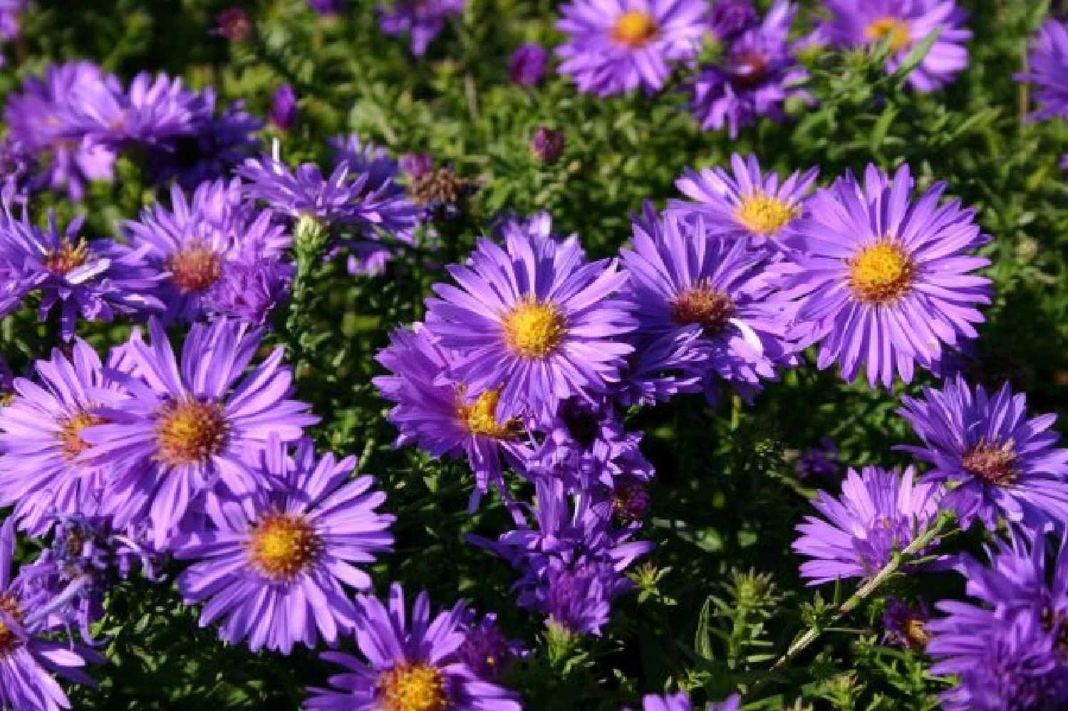 Ländlicher Zauber (Der Charme Alter Bauerngärten) – Bild 5