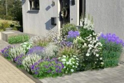 Blaue Welle (Das Klassisch-elegante Beet In Blau Und Weiß)