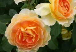 Rose 'Molineux' (Englische Rose)