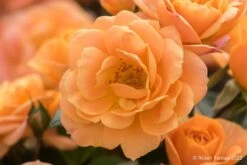 Rose 'Apricot Clementine' (Zwergrose)