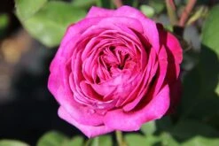 Rose 'Heidi Klum' (Zwergrose | Patiorose)