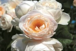Rose 'Uetersener Klosterrose' (Kletterrose)