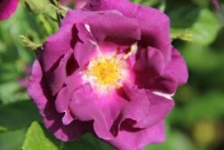 Rose 'Rhapsody In Blue' (Strauchrose)