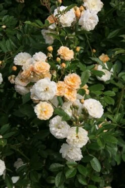 Rose 'Ghislaine De Feligonde' (Kletterrose)