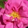 Rose 'Wild Edric' (Englische Rose | Heckenrose)