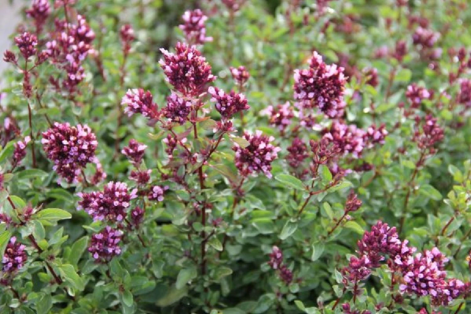 Nasenschmeichler (Herrlicher Duft Und Ausdauernde Blüten) – Bild 11