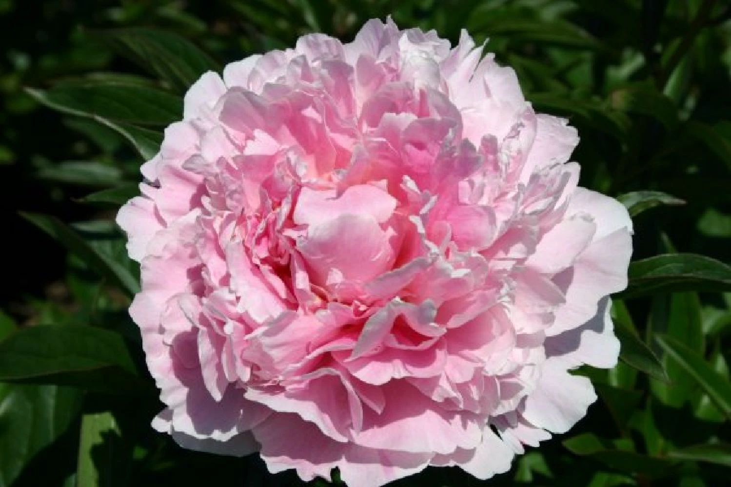 Nasenschmeichler (Herrlicher Duft Und Ausdauernde Blüten) – Bild 12