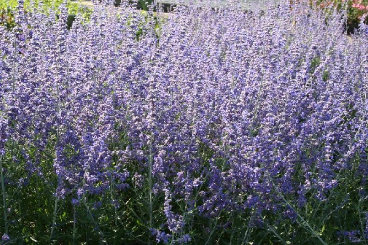 Nasenschmeichler (Herrlicher Duft Und Ausdauernde Blüten) – Bild 13