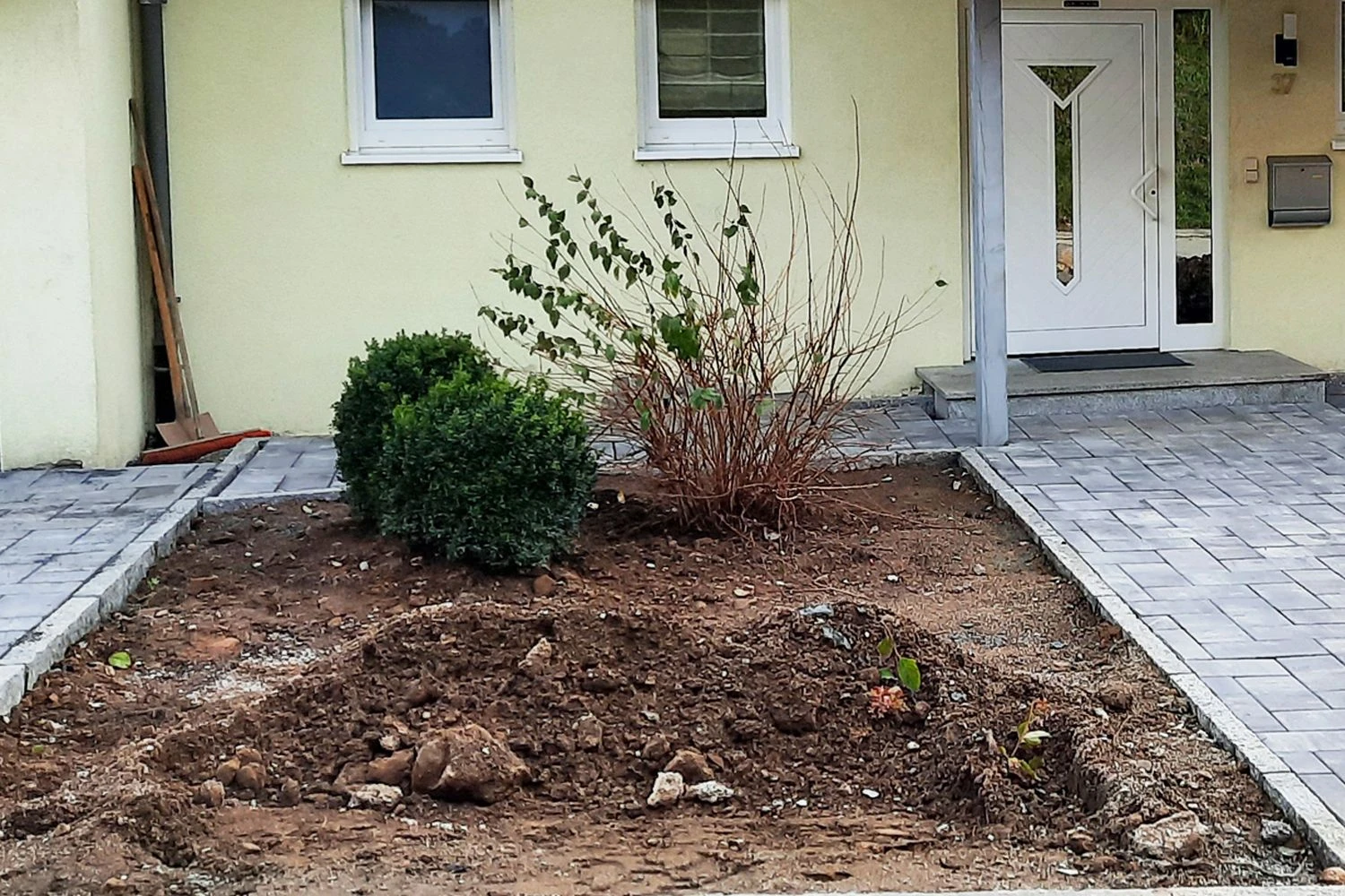 Nasenschmeichler (Herrlicher Duft Und Ausdauernde Blüten) – Bild 2