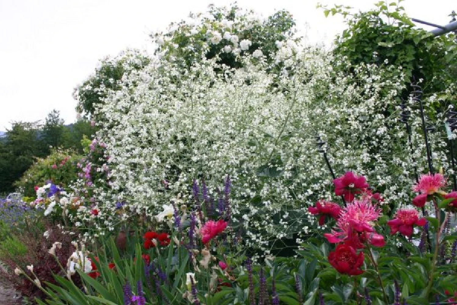 Nasenschmeichler (Herrlicher Duft Und Ausdauernde Blüten) – Bild 6