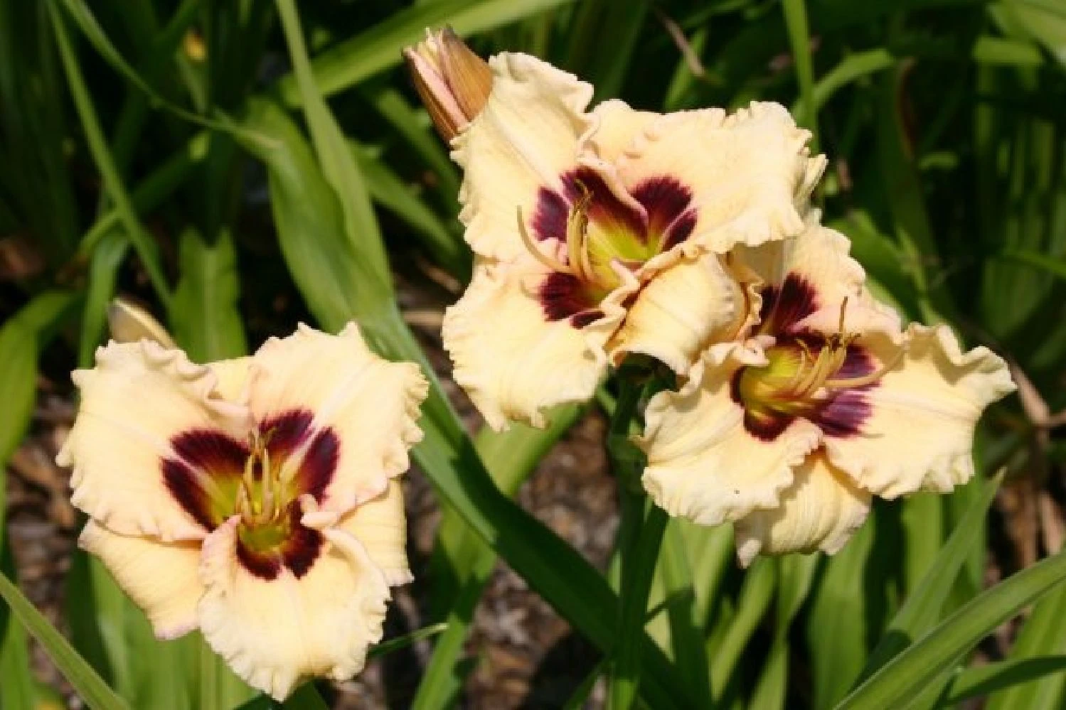 Nasenschmeichler (Herrlicher Duft Und Ausdauernde Blüten) – Bild 8