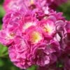 Rose 'Perennial Blue' (Rambler)