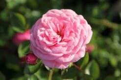 Rose 'Starlet Rose Eva' (Kletterrose)