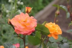 Rose 'Westzeit' (Beetrose)