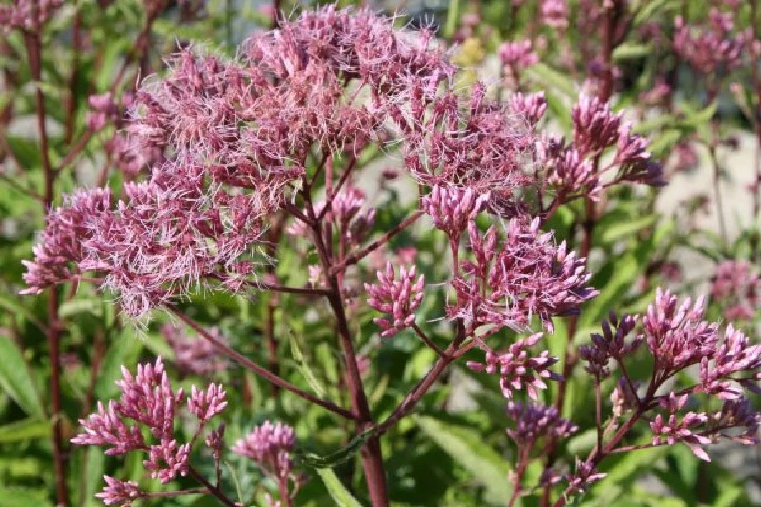 New German Style (Wundervolle Wildstaudenpracht) – Bild 10