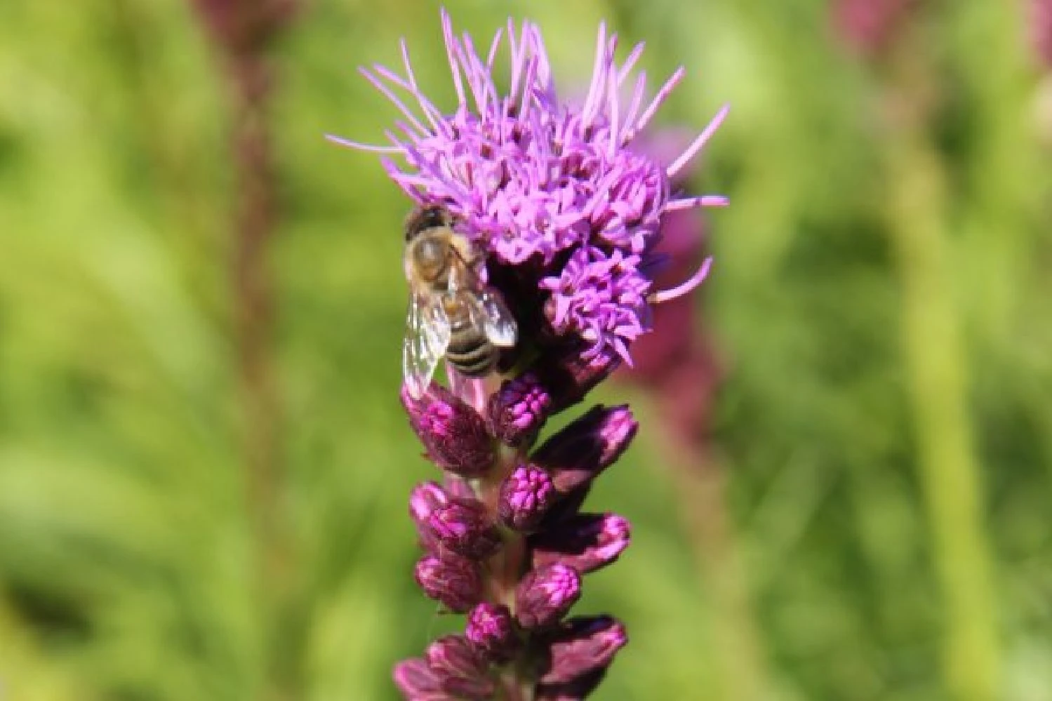 New German Style (Wundervolle Wildstaudenpracht) – Bild 13