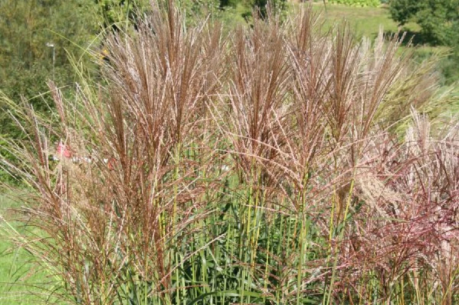 New German Style (Wundervolle Wildstaudenpracht) – Bild 14