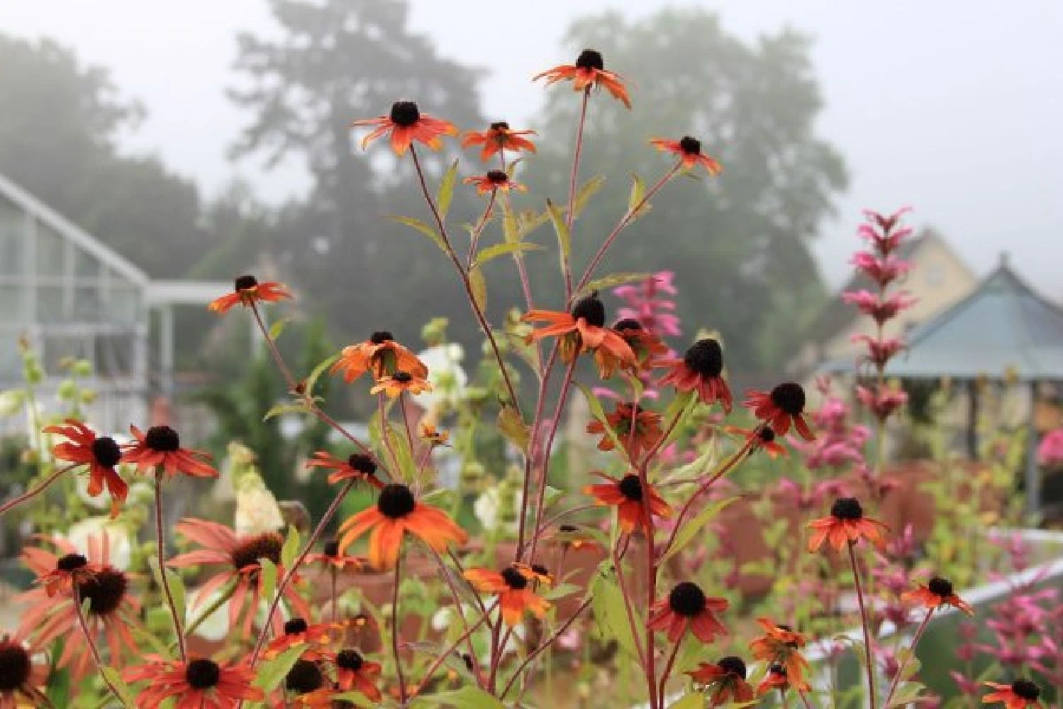 New German Style (Wundervolle Wildstaudenpracht) – Bild 16