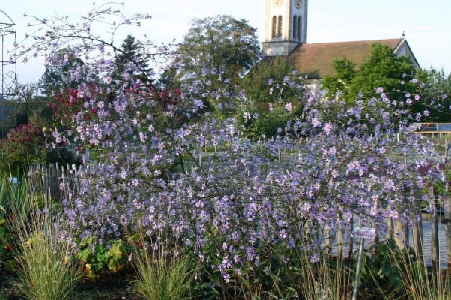 New German Style (Wundervolle Wildstaudenpracht) – Bild 6