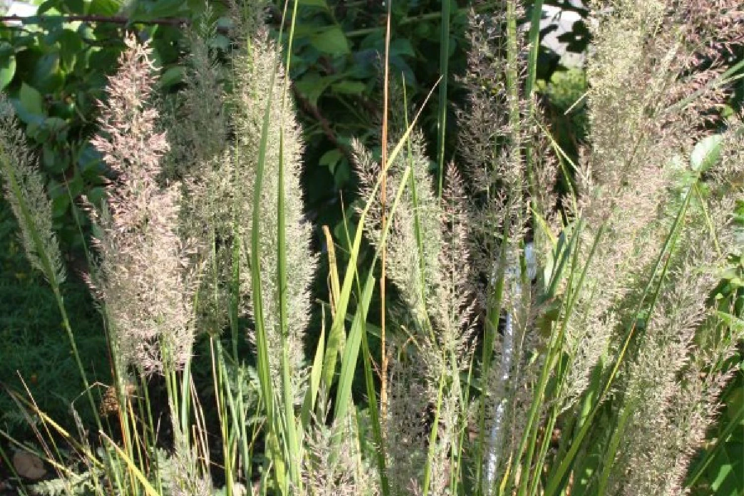 New German Style (Wundervolle Wildstaudenpracht) – Bild 8