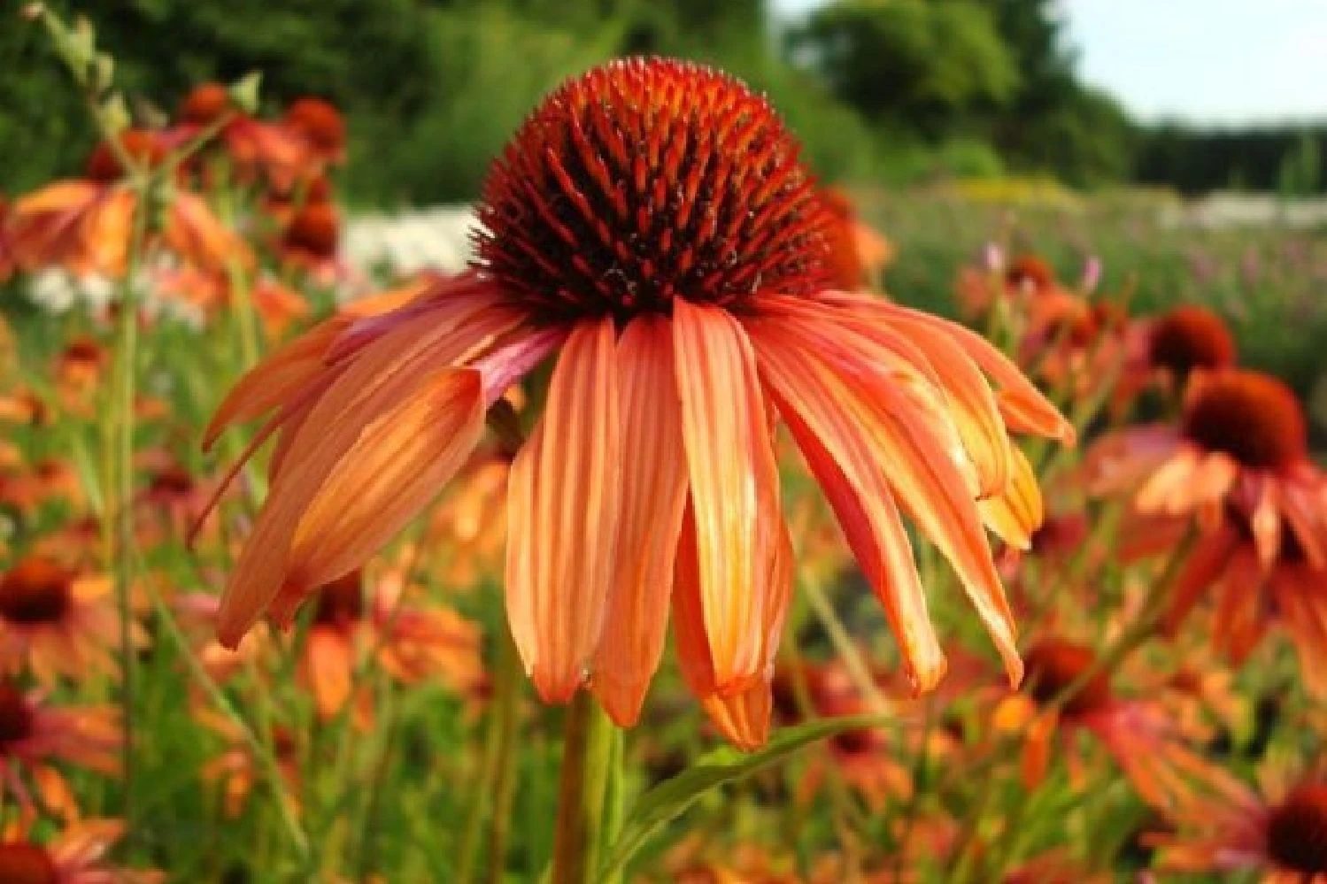 New German Style (Wundervolle Wildstaudenpracht) – Bild 9