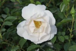 Rose 'Hella' (Kletterrose)