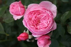 Rose 'Kiss Me Kate' (Kletterrose)