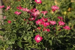 Rose 'Libertas' (Ramblerrose)