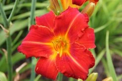 Hemerocallis 'Fiesta Cubana' (Großblumige Taglilie)