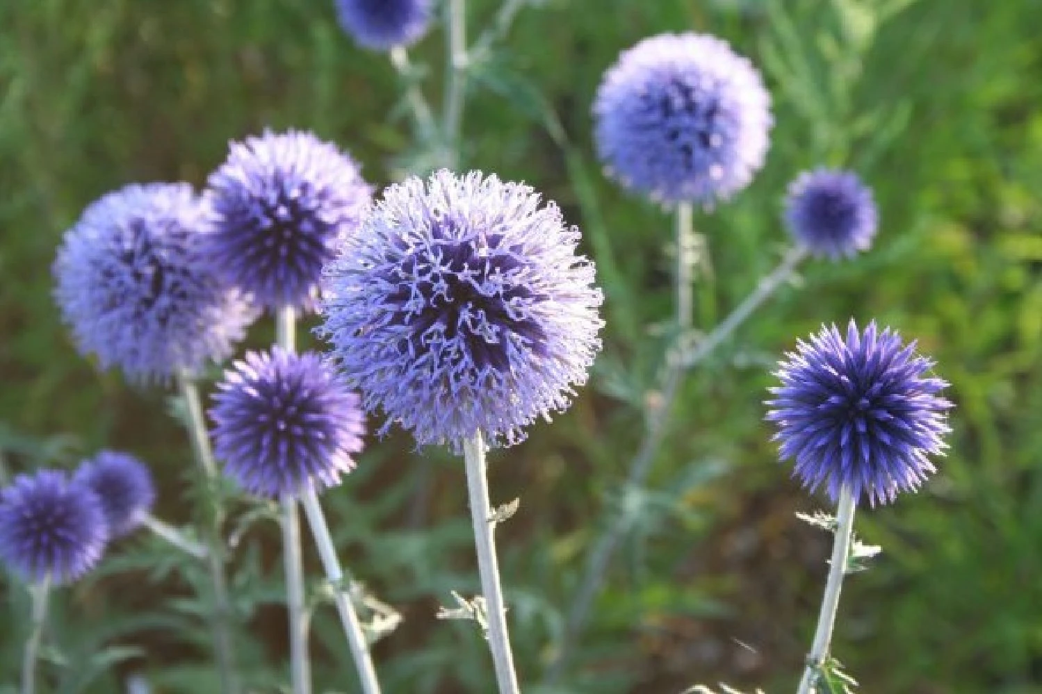 Traumhaftes Terrassenbeet (Doppelte Freude Durch Zwei Ansichtsseiten) – Bild 10