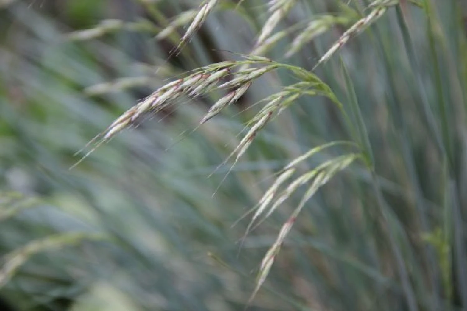Traumhaftes Terrassenbeet (Doppelte Freude Durch Zwei Ansichtsseiten) – Bild 14