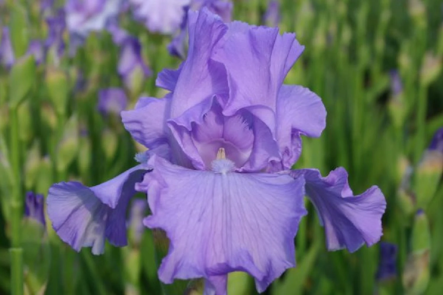 Traumhaftes Terrassenbeet (Doppelte Freude Durch Zwei Ansichtsseiten) – Bild 15