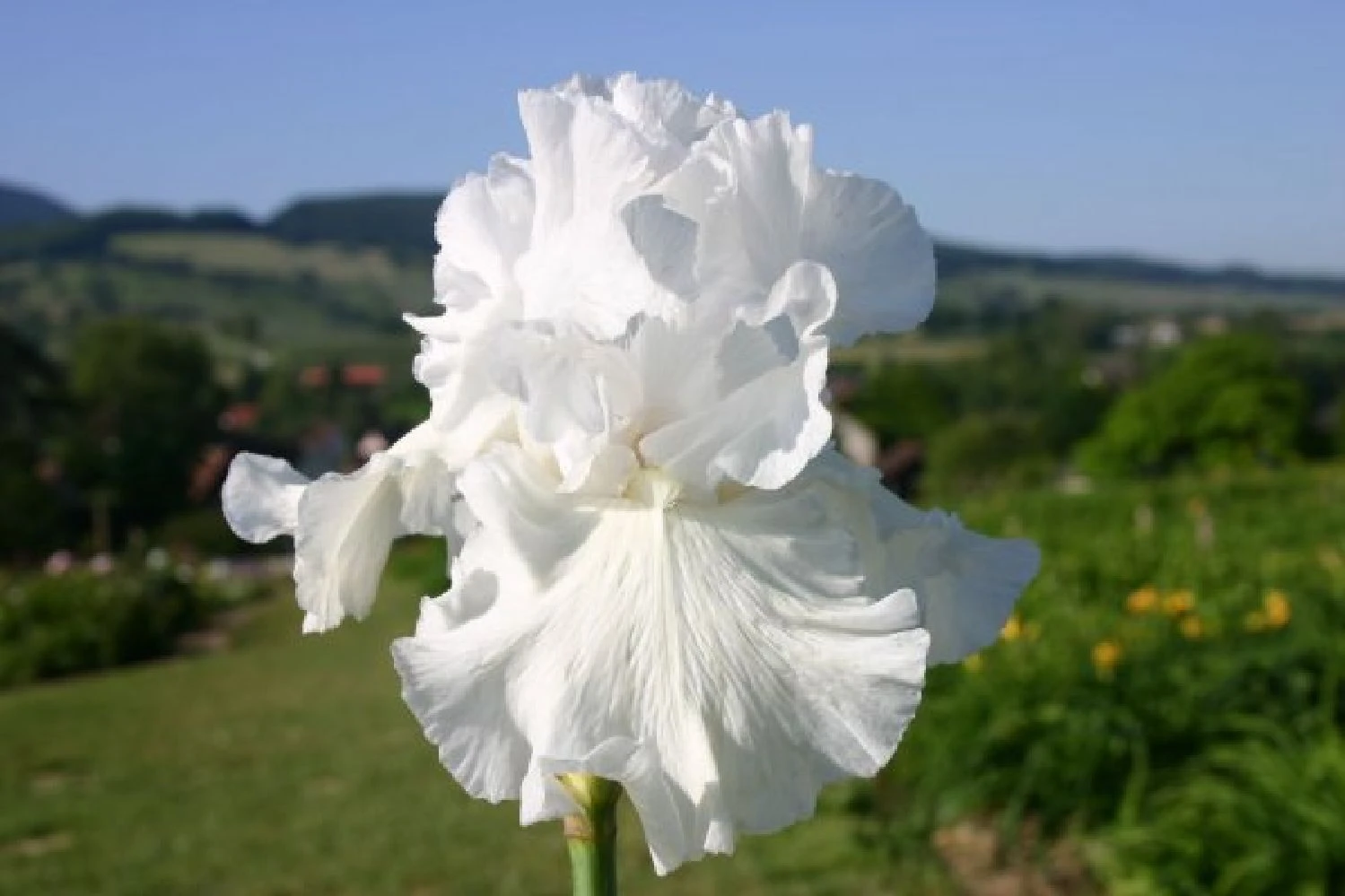 Traumhaftes Terrassenbeet (Doppelte Freude Durch Zwei Ansichtsseiten) – Bild 16