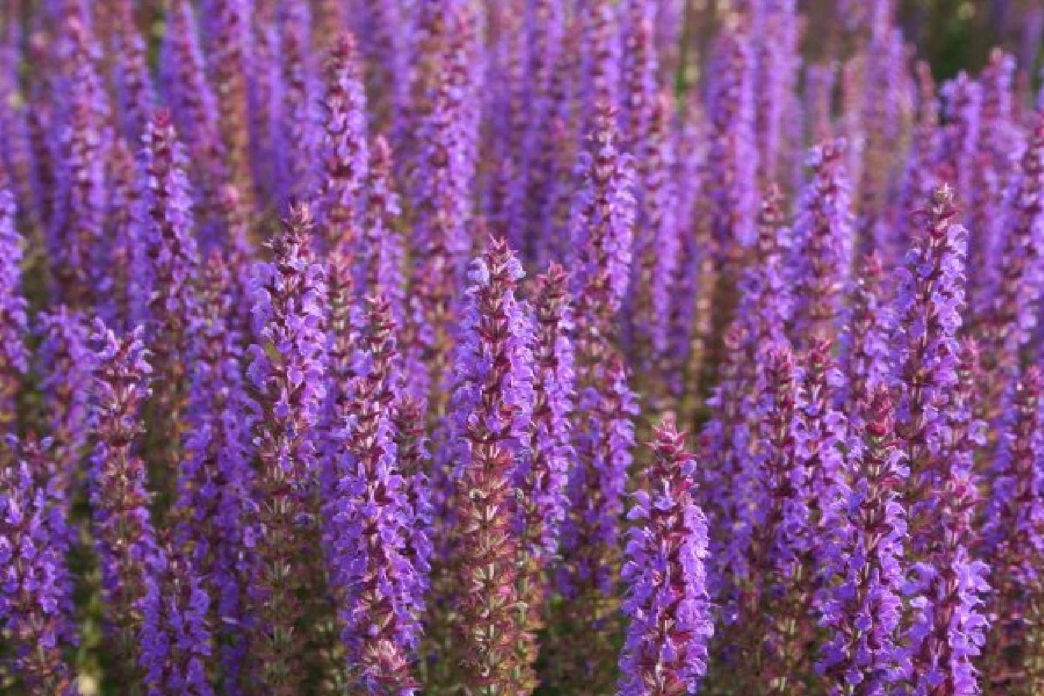 Traumhaftes Terrassenbeet (Doppelte Freude Durch Zwei Ansichtsseiten) – Bild 19