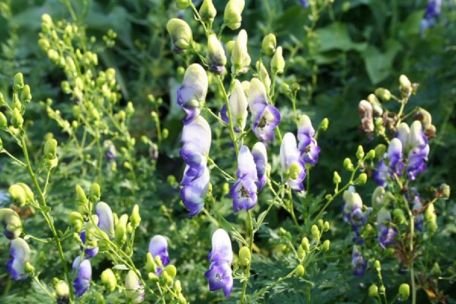 Traumhaftes Terrassenbeet (Doppelte Freude Durch Zwei Ansichtsseiten) – Bild 3